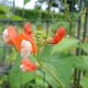 Phaseolus coccineus bicolore